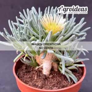 Phyllobolus pearsonii x resurgens