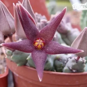 Piaranthus decorus
