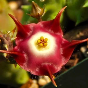 Duvalia pillansii