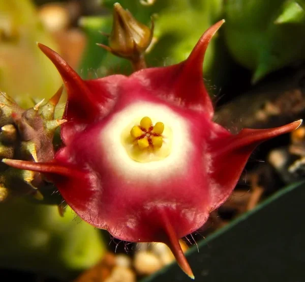 Duvalia pillansii