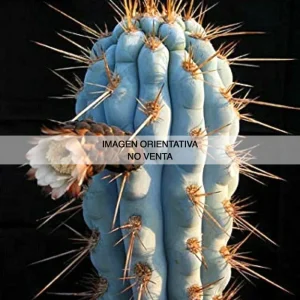 Pilosocereus tuberculatus