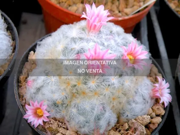 Mammillaria plumosa "Flor Rosa"