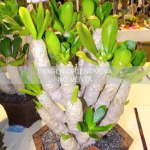 Euphorbia poissonii
