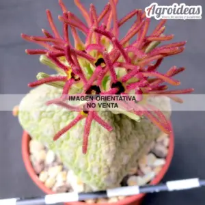 Pseudolithos cubiformis