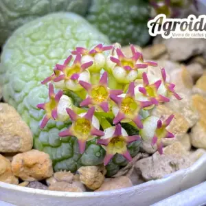 Pseudolithos migiurtinus X caput-viperae "Ejemplar"