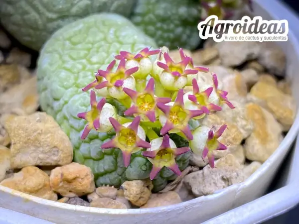 Pseudolithos migiurtinus X caput-viperae "Ejemplar"