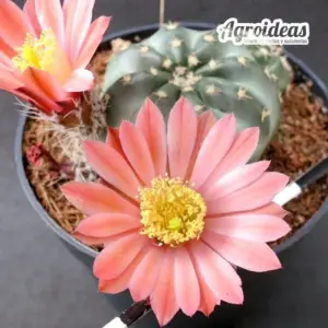 Echinocereus pulchellus "Laks"