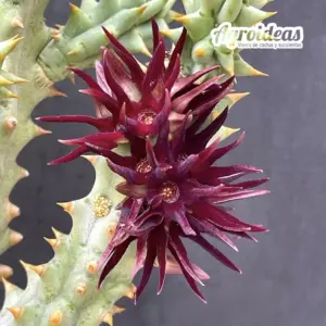 Quaqua mammillaris