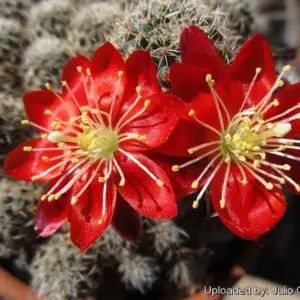 Rebutia mamillosa