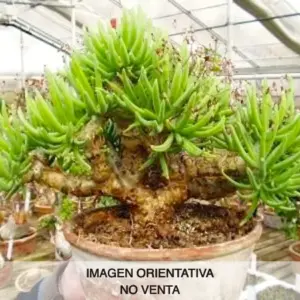 Tylecodon reticulatus