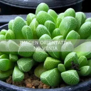Rhinephyllum muirii