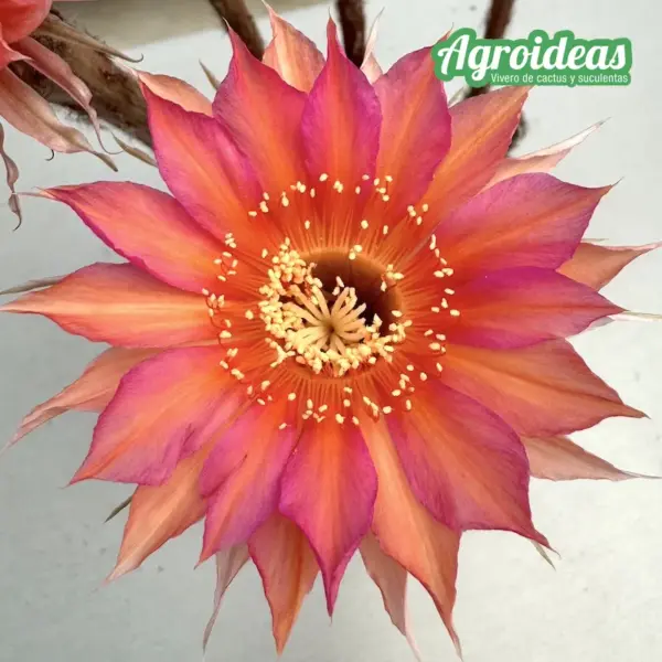 Echinopsis híbrido "CA 030424/1228 "Ex. Agroideas"