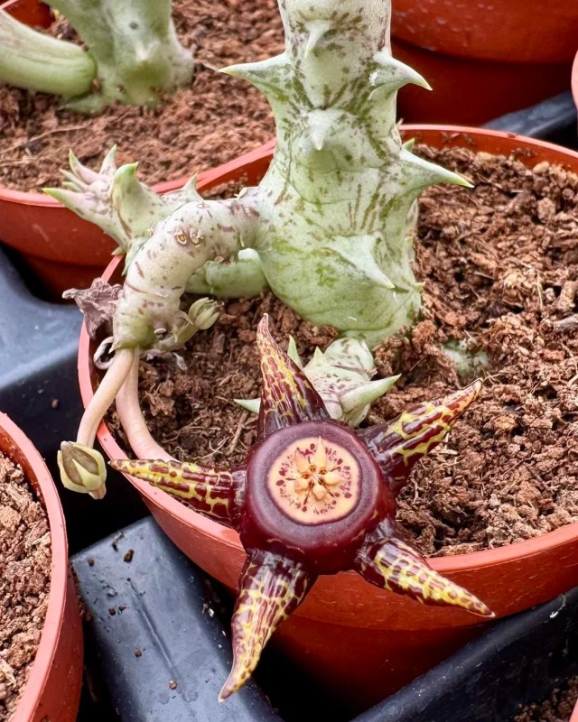 Duvalia somalensis