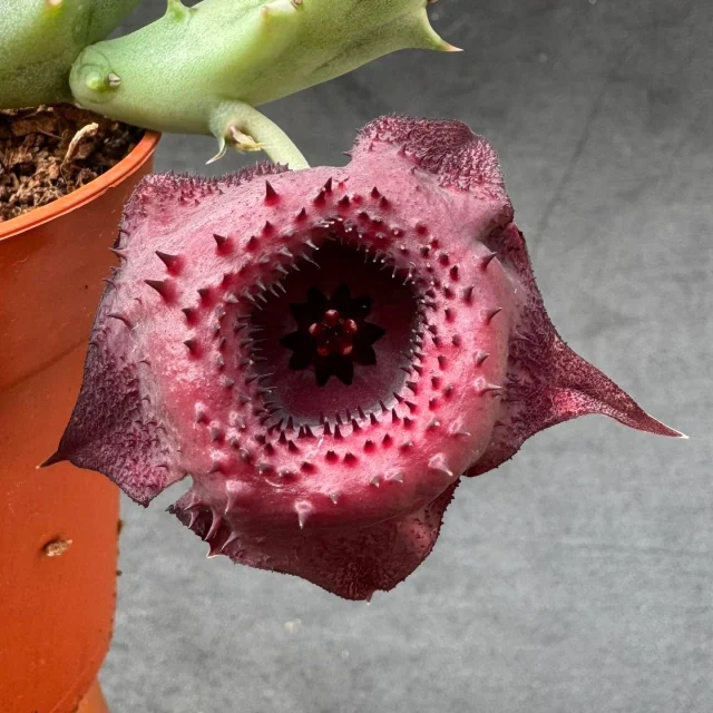 Un híbrido que trajo el nombre de Huernia cv. “Dónuts rojo del diablo” este finde disponible en www.cactusagroideas.com