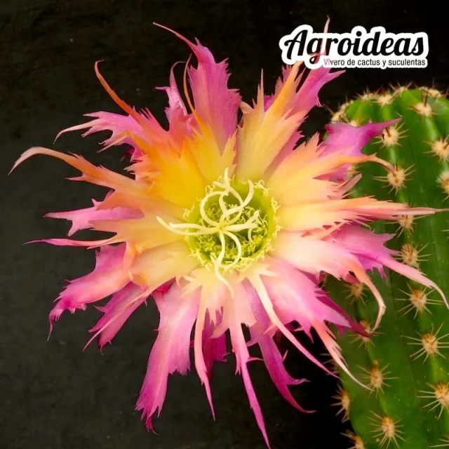 Trichocereus cv. "Super Windigo"; una novedad que ya tenemos en cultivo. El año que viene esperamos poder ofrecer a la venta www.cactusagroideas.com