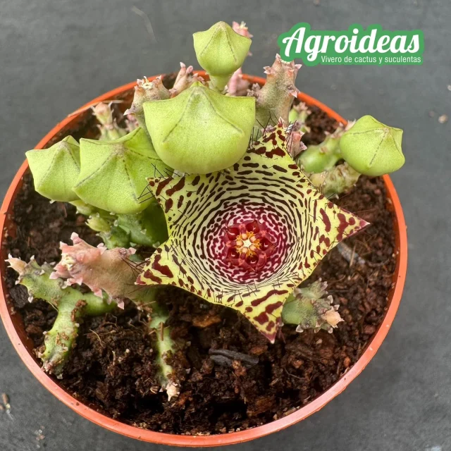 Caralluma pauciflora; una novedad para este próximo viernes 🪰🙊🪰🙊😅🥰🥰 www.cactusagroideas.com  #asclepiadaceaecollector #asclepiadaceaeflower #asclepias #asclepia #asclepiadaceae