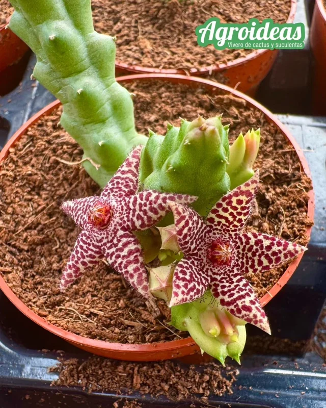 Piatanthus comptus X Orbea cooperi www.cactusagroideas.com