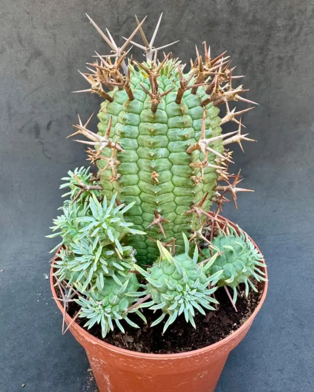 Big Mama stellispina!! www.cactusagroideas.com