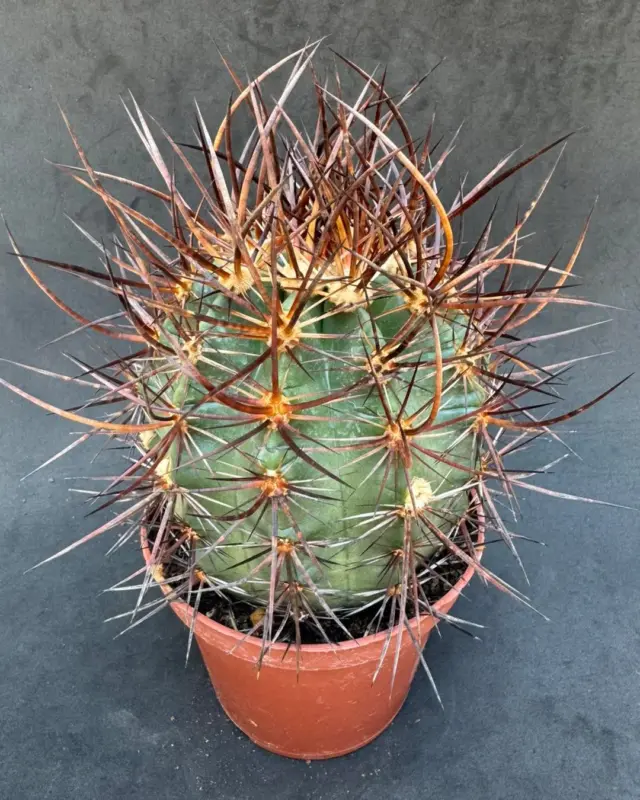 Armado hasta los dientes!! 🌵🌵🌵 www.cactusagroideas.com