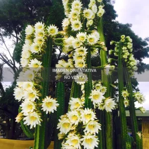 Trichocereus scopulicola