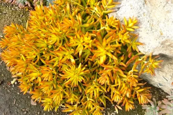 Sedum adolphii "firestorm"