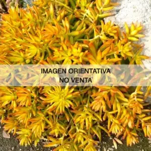 Sedum adolphii "Firestorm"