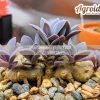 Senecio sempervivi ssp grantii