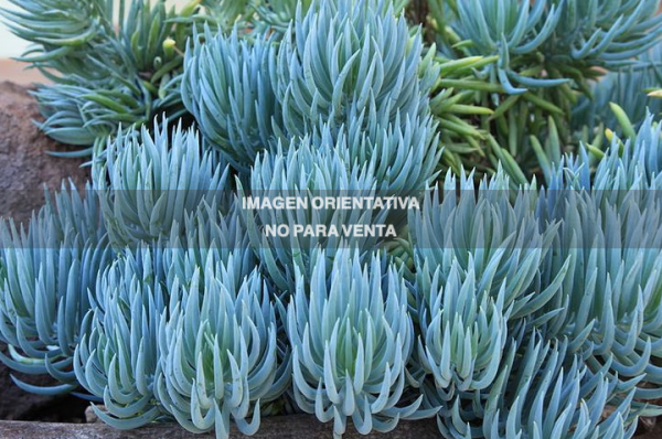 Senecio serpens "Blue Chalksticks"