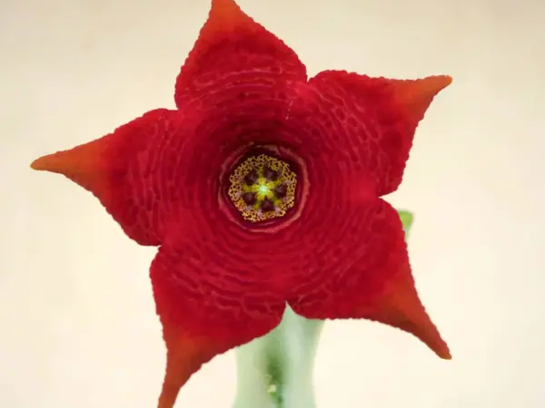 Caralluma socotrana