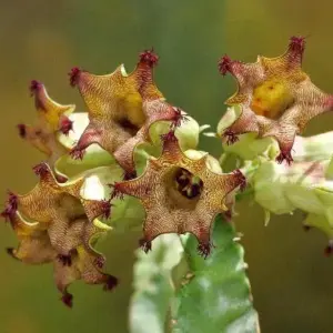 Caralluma solenophora