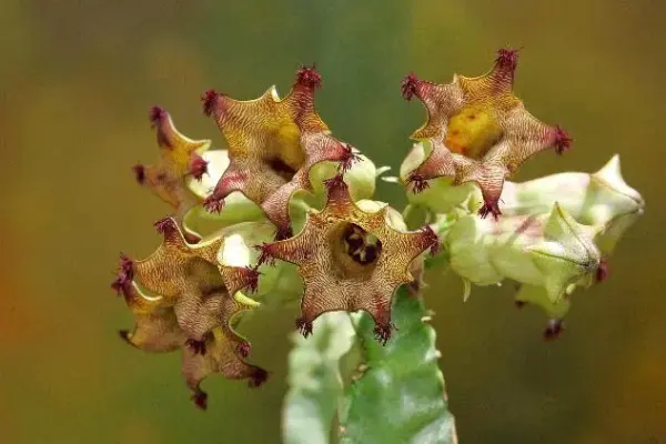 Caralluma solenophora