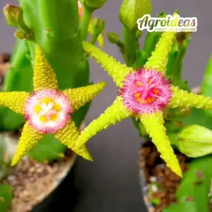 Stapelia flavopurpurea "Flor Amarilla"