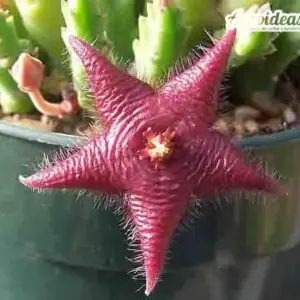 Stapelia paniculata var. scitula