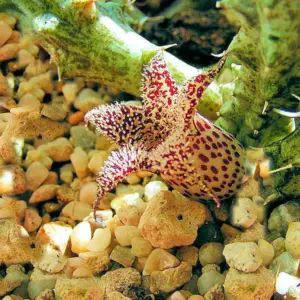 Stapelianthus decaryi