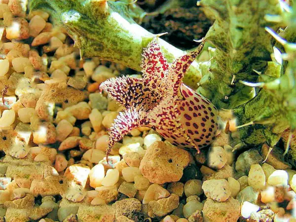 Stapelianthus decaryi