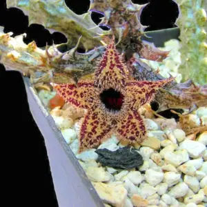 Stapelianthus decaryi