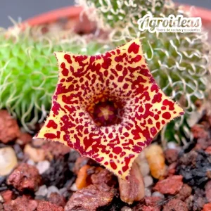 Stapelianthus pilosus