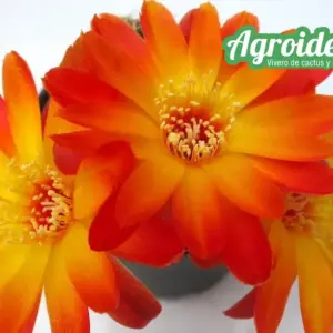 Sulcorebutia tarabucoensis var. aureiflora