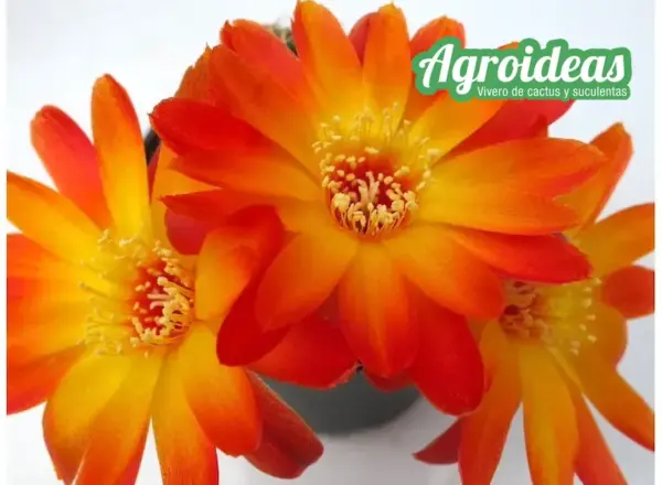 Sulcorebutia tarabucoensis var. aureiflora