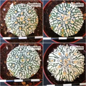 Astrophytum superkabuto «Lote X 4»