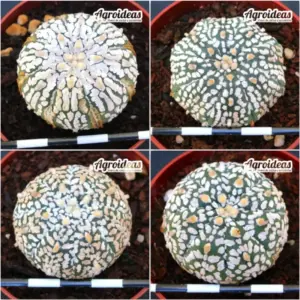Astrophytum superkabuto «Lote X 4»