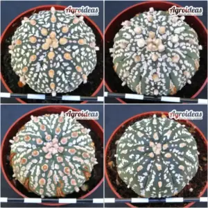 Astrophytum superkabuto «Lote X 4»