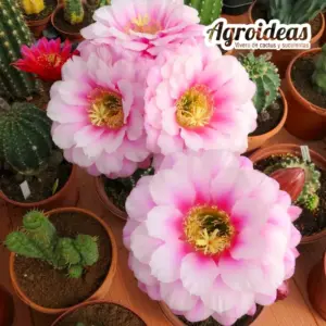 Trichocereus "Tachin-Tachin"