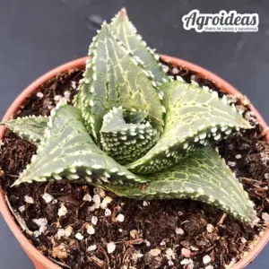 Haworthia tessellata "Neat"
