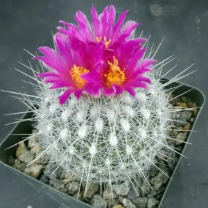 Thelocactus macdowellii