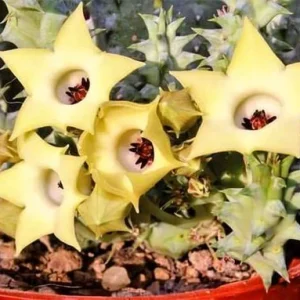 Huernia thuretii var. primulina