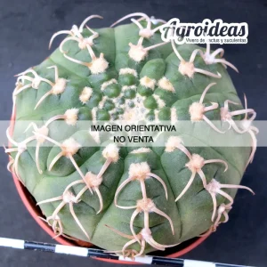 Gymnocalycium X triacanthum fr. tortuosa "Ex. Agroideas"