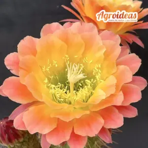 Trichocereus cv. "Apricot Glow"