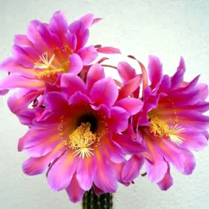 Trichocereus cv. "Flying Dragon"