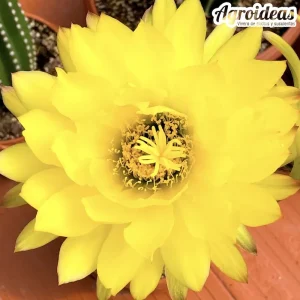 Trichocereus grandiflorus "flor amarilla"